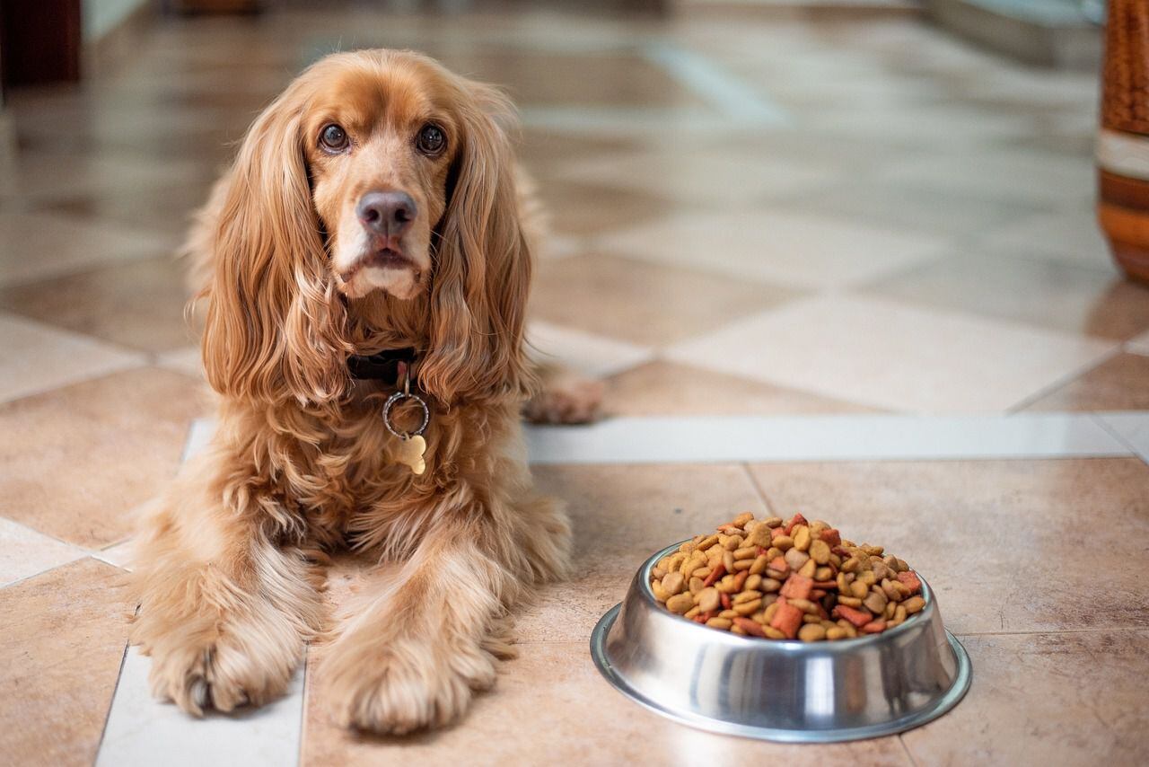 las zanahorias crudas ayudan a limpiar los dientes de los perros