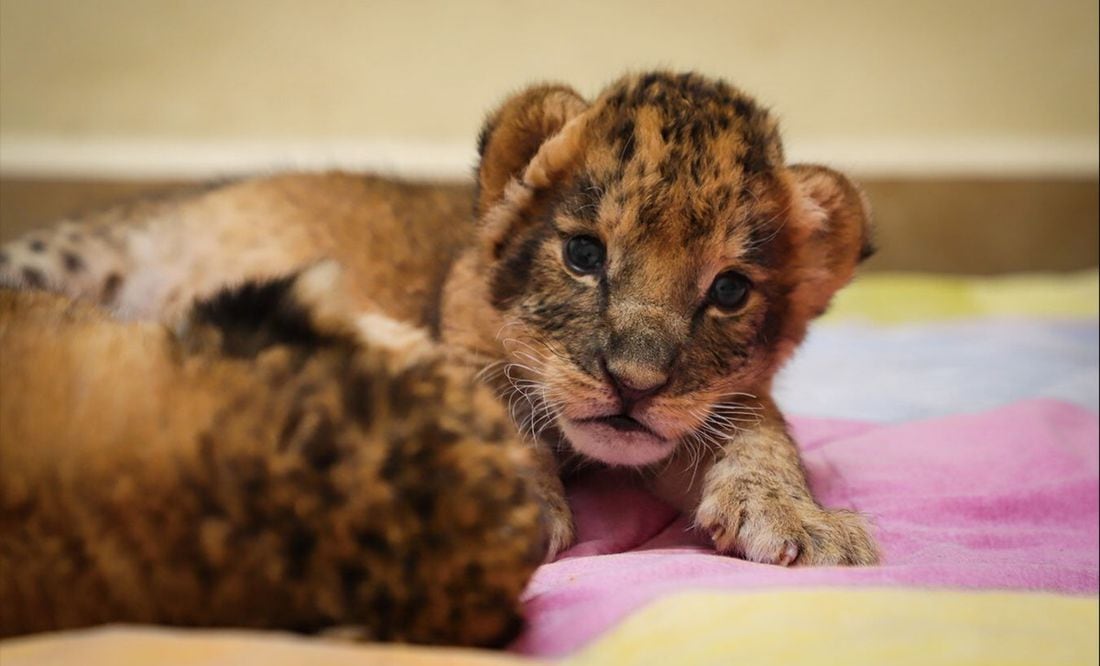 Zoológico de Zacango recibe a nuevos miembros: nacen 3 cachorros de león