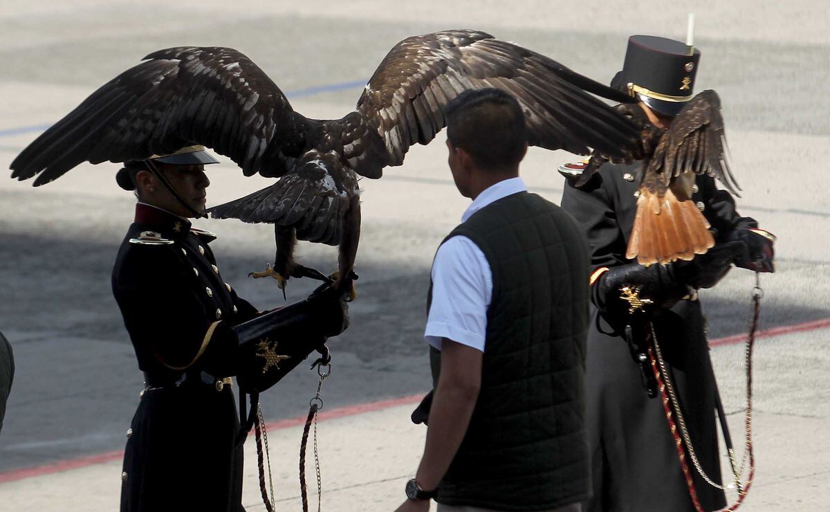 Profepa entrega 4 ejemplares de águilas reales a Colegio Militar | El  Universal