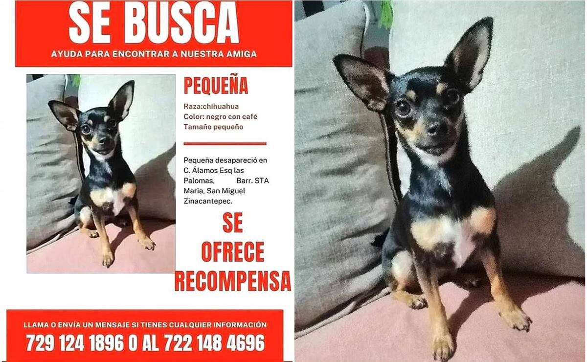 chihuahua negro y cafe