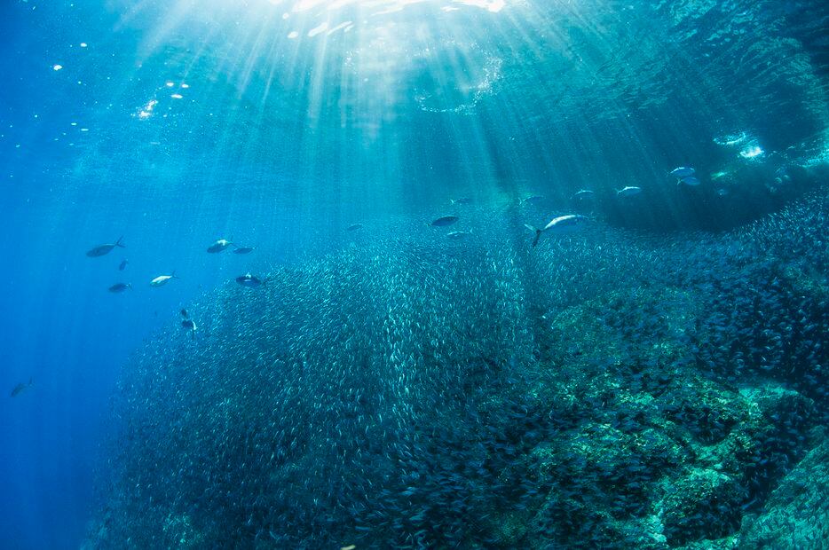 Saqueo de las sardinas. Foto: de Octavio Aburto