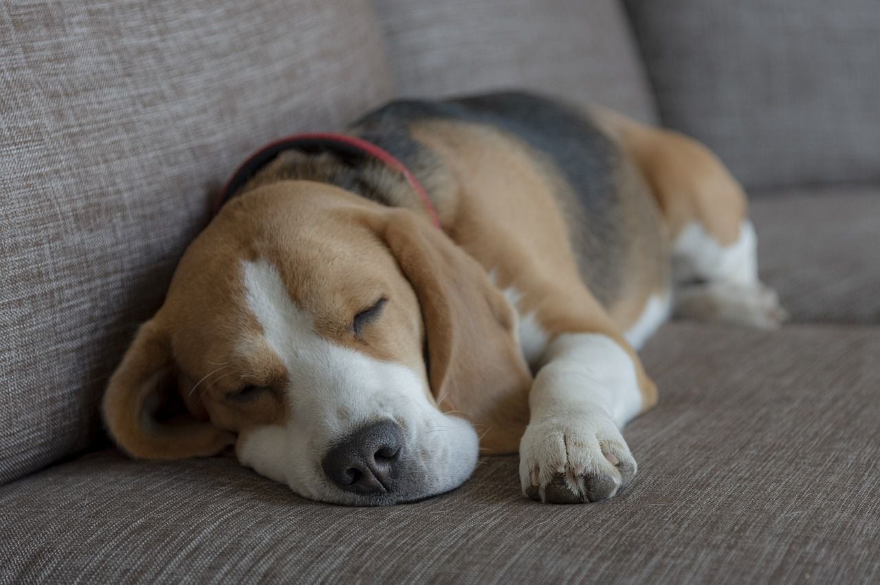 Qué sucede si una perrita se cruza con dos perros, veterinaria responde