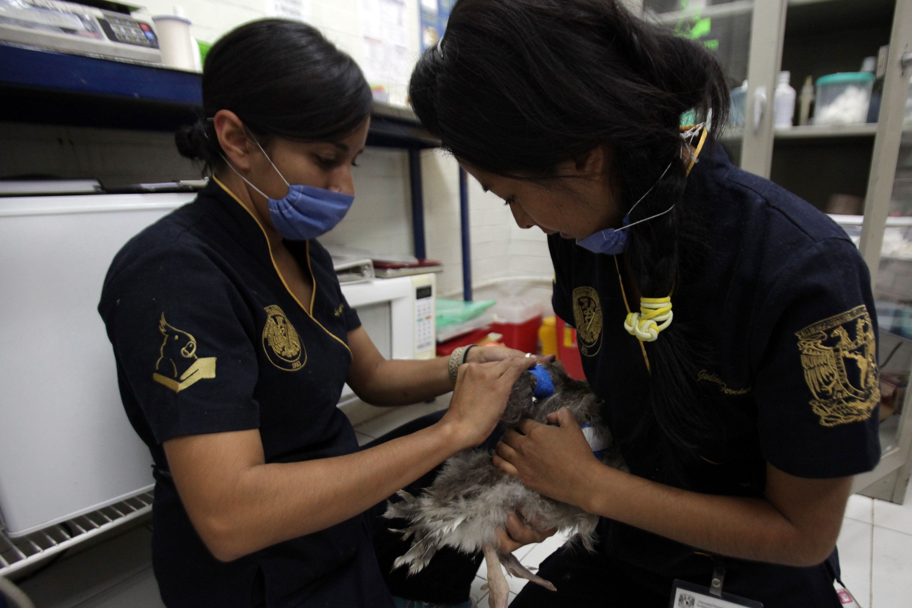 Cuanto cuesta la carrera de discount medicina veterinaria y zootecnia unam