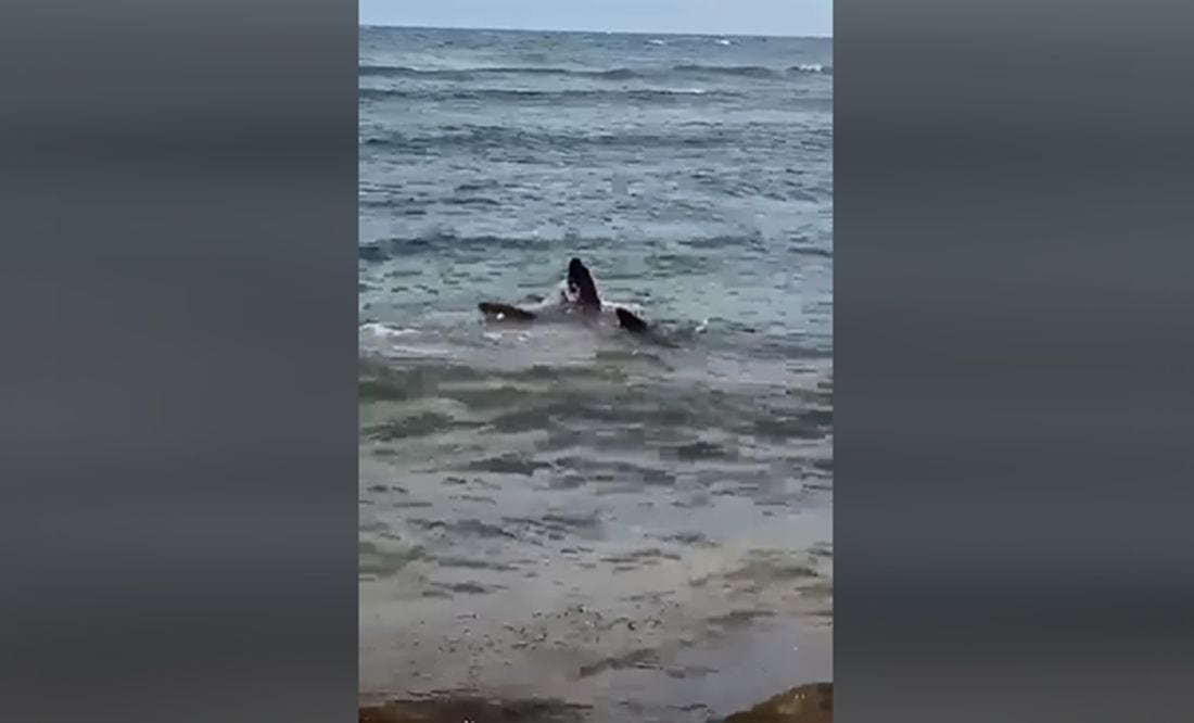 Captan nacimiento de tiburones martillo en Cozumel, Quintana Roo