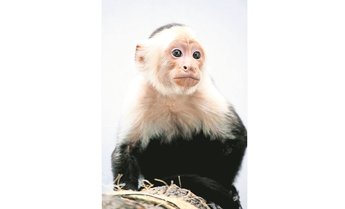 Los 4 datos sobre el mono capuchino, uno de los primates más inteligentes