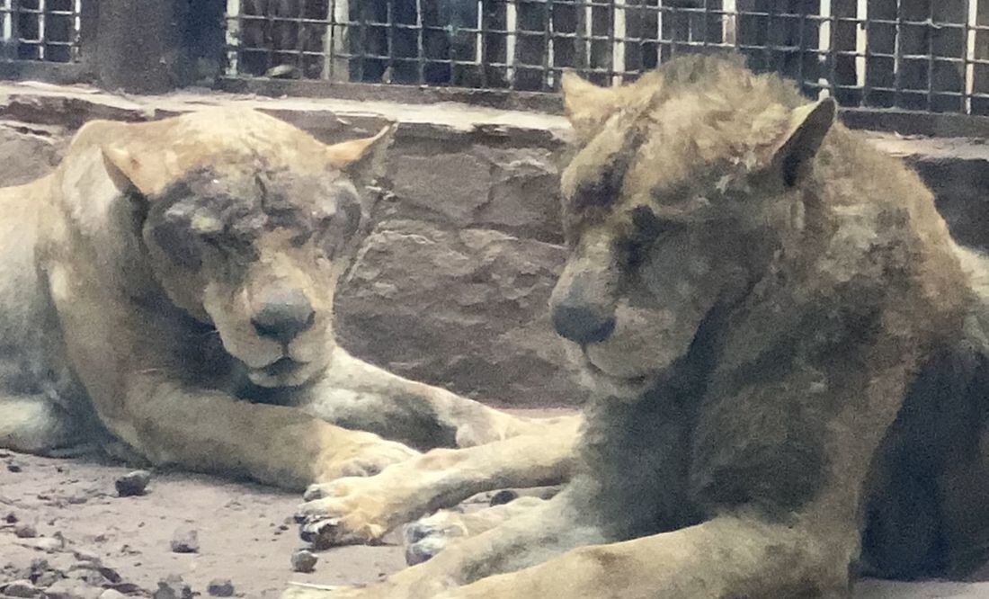 Llegan a Sinaloa 37 felinos rescatados de la fundación Black Jaguar–White  Tiger