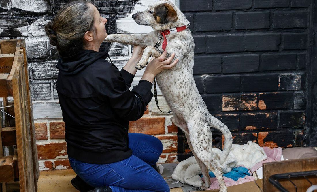 Una mujer acaricia a un perro rescatado de las inundaciones, en un refugio en Porto Alegre, Brasil. Cientos de mascotas han sido rescatadas del agua desde que empezaron las inundaciones en el sur de Brasil. FOTO: SEBASTIAO MOREIRA. EFE