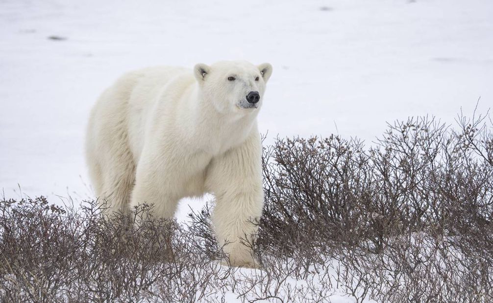 La desaparición de la población de osos polares de la bahía de Hudson, en la costa nordeste del Ártico canadiense, podría ser "inminente" si no se cumple el objetivo de limitar a 2 grados el aumento de la temperatura del planeta antes de 2030. Foto:EFE