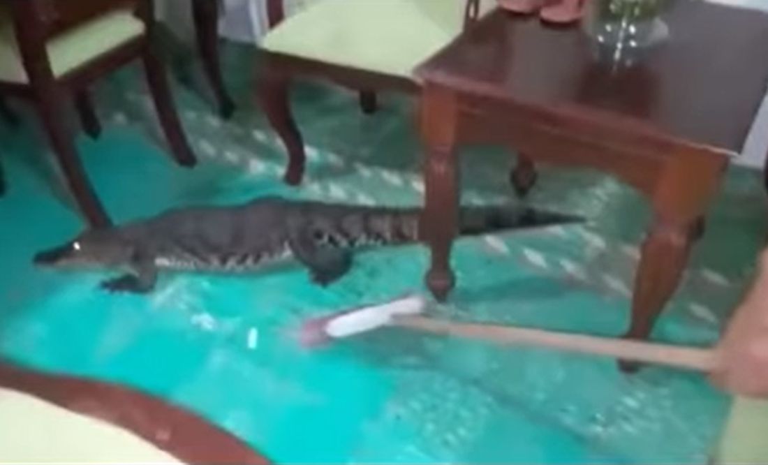 Video. Mujer saca a escobazos a cocodrilo de su casa en Tabasco