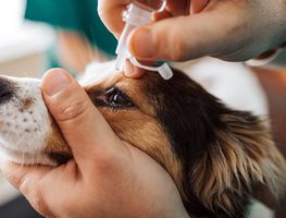 Cuáles son los principales síntomas en perros del entropión, según veterinaria especializada