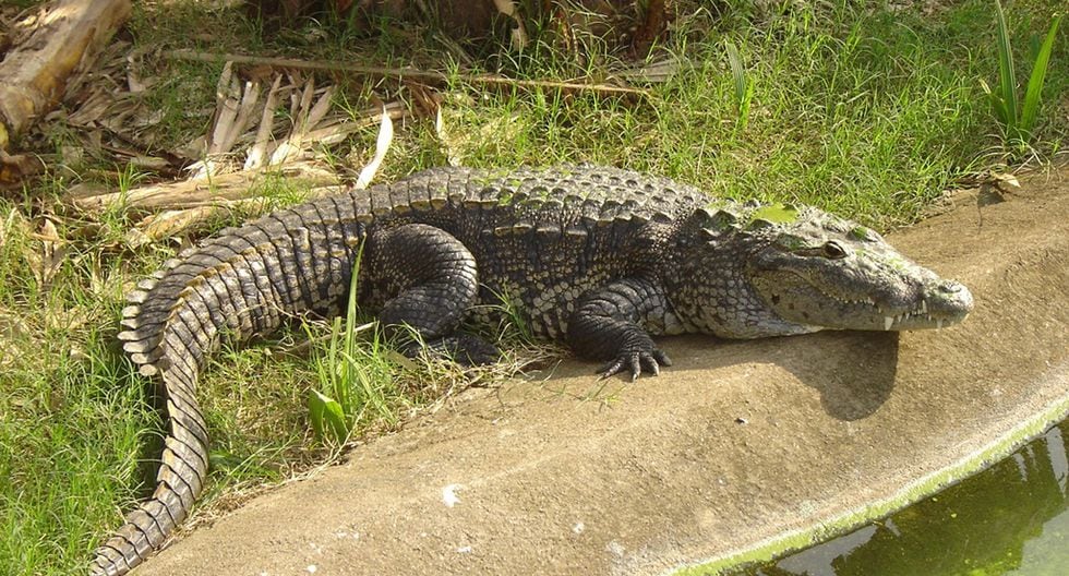 Salvan de peligro de extinción al cocodrilo de pantano | El Universal