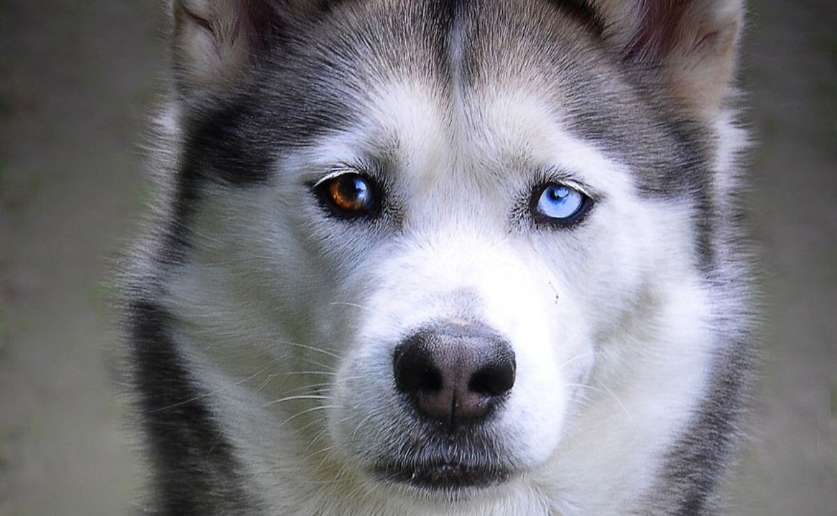 cambian el color de los ojos de los cachorros