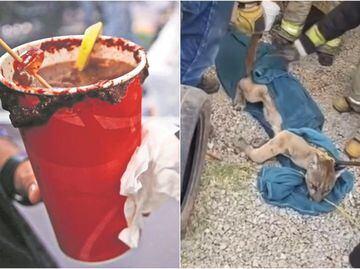 Puma entra a puesto de micheladas en Tulancingo, Hidalgo 