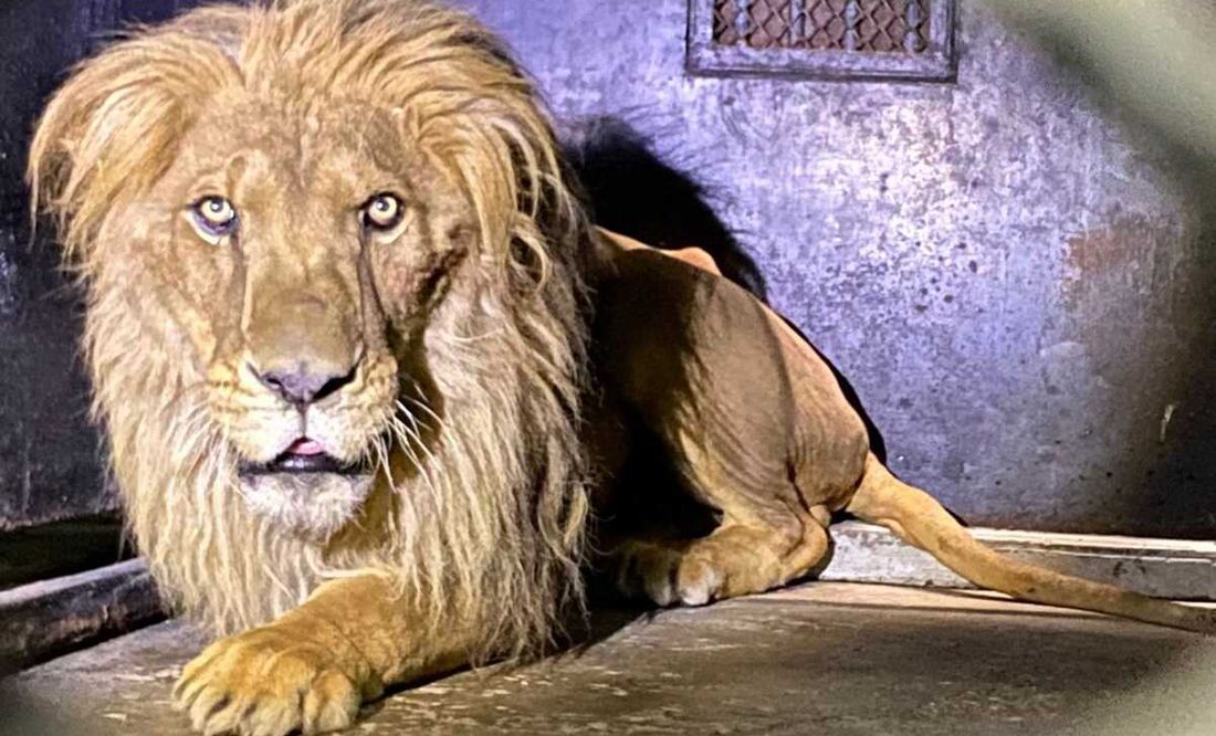 Felinos y primates llegan al Zoológico de Chapultepec tras ser rescatados  de santuario en Tlalpan