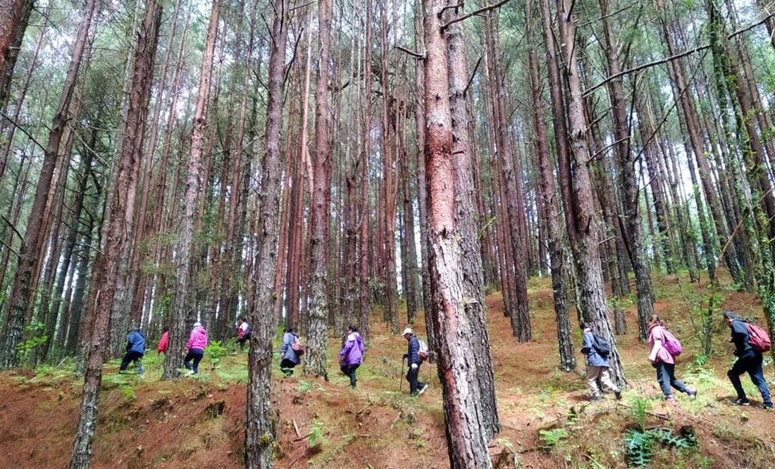 Baño de bosque? Vive la experiencia en el Desierto de los Leones