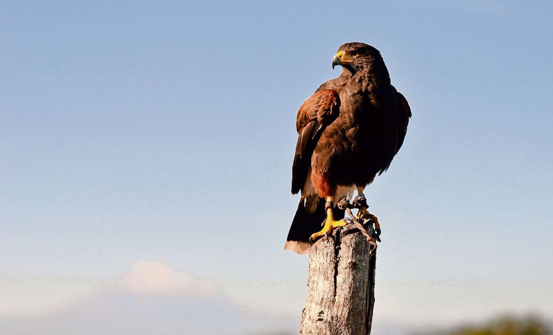 Rapaces. Águilas recuperan su instinto cazador | El Universal
