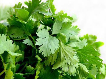 An aromatic herb with antispasmodic and bactericidal effect