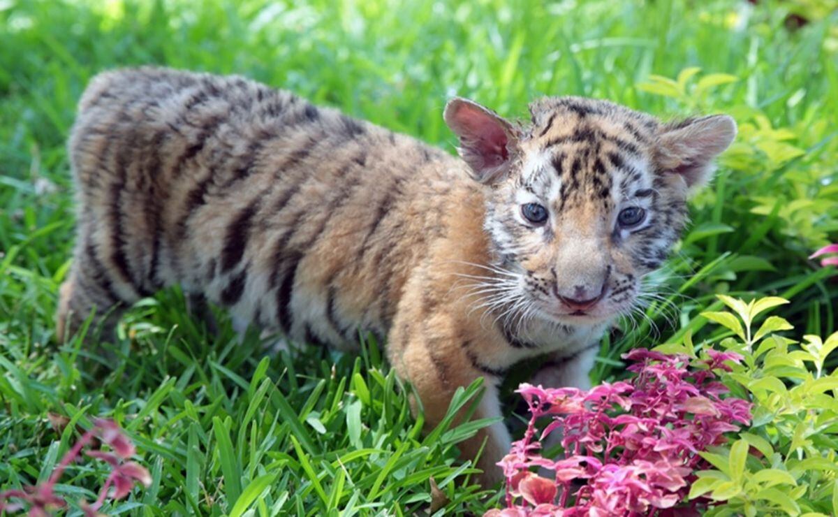 Mexican animal shelter names newborn Bengal tiger cub Covid after the  deadly global disease