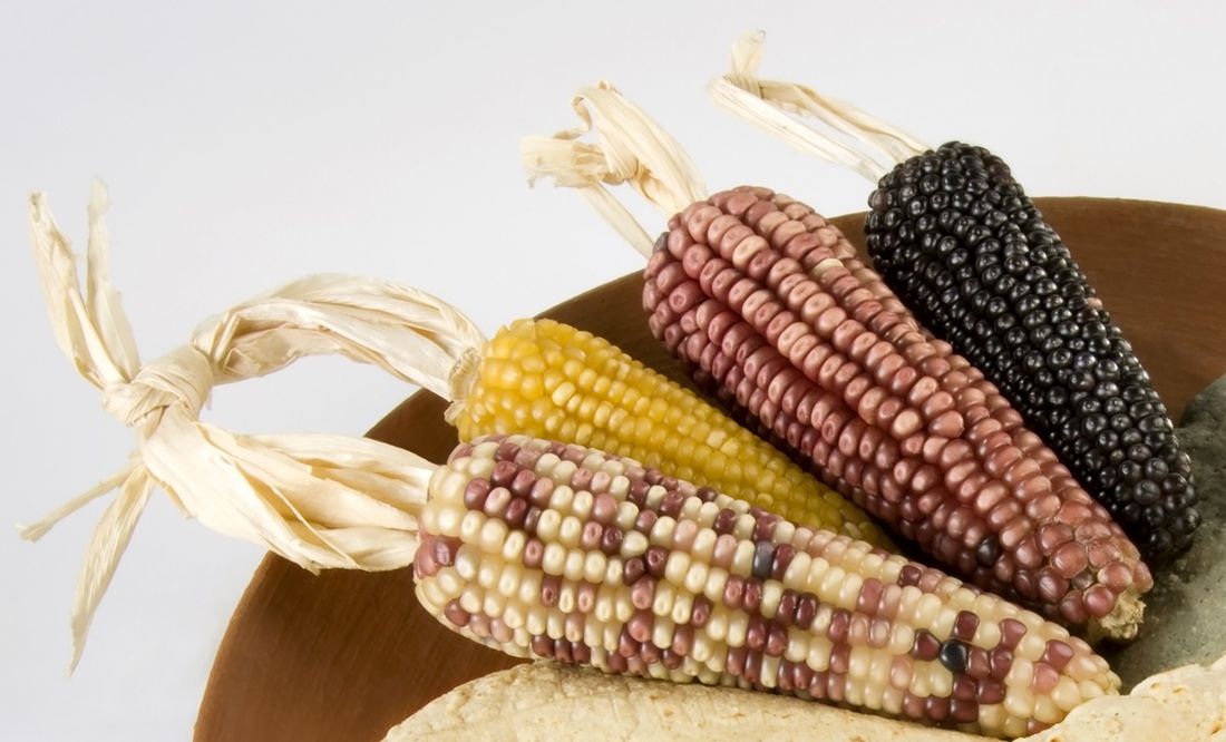 Cinco variedades de maíz que debes de conocer