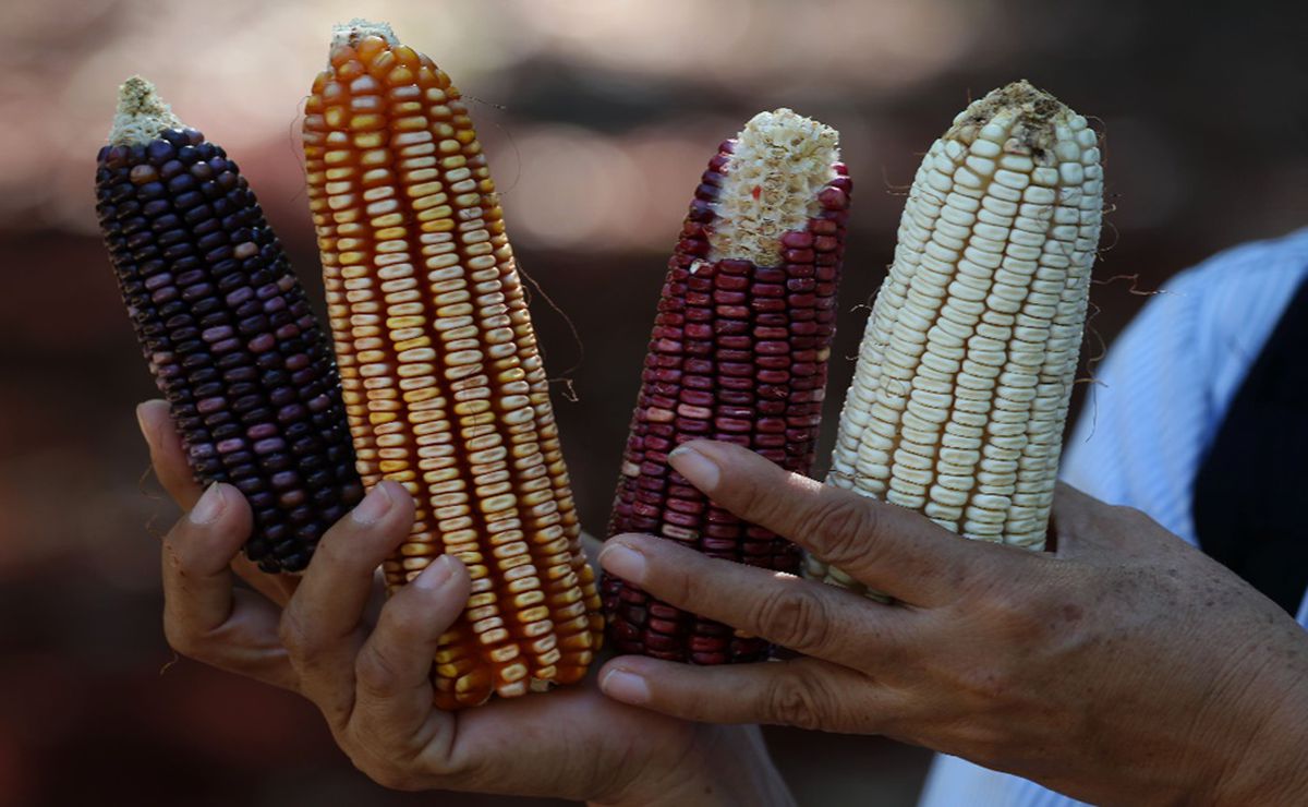 The many health benefits of corn