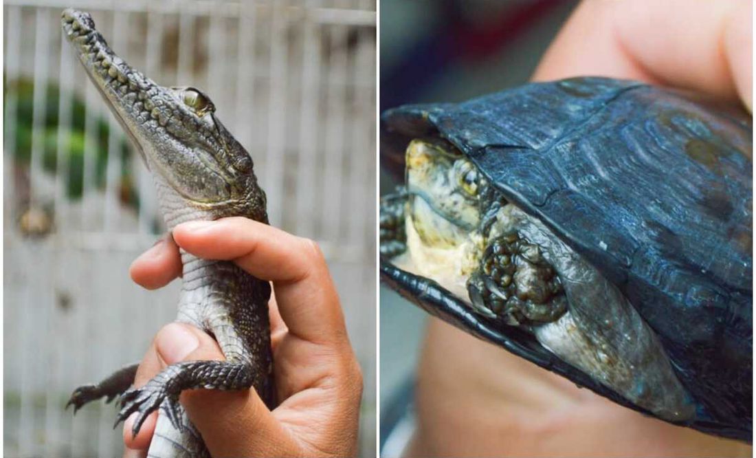 Rescatan a cocodrilo y tortuga en Ecatepec; detienen a sujeto que los tenía  clandestinamente