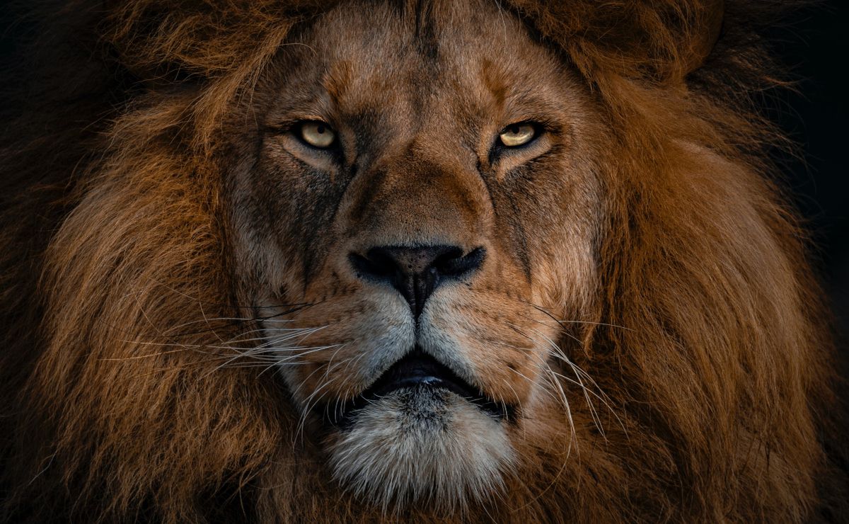 ¿Los leones están en peligro de extinción?
