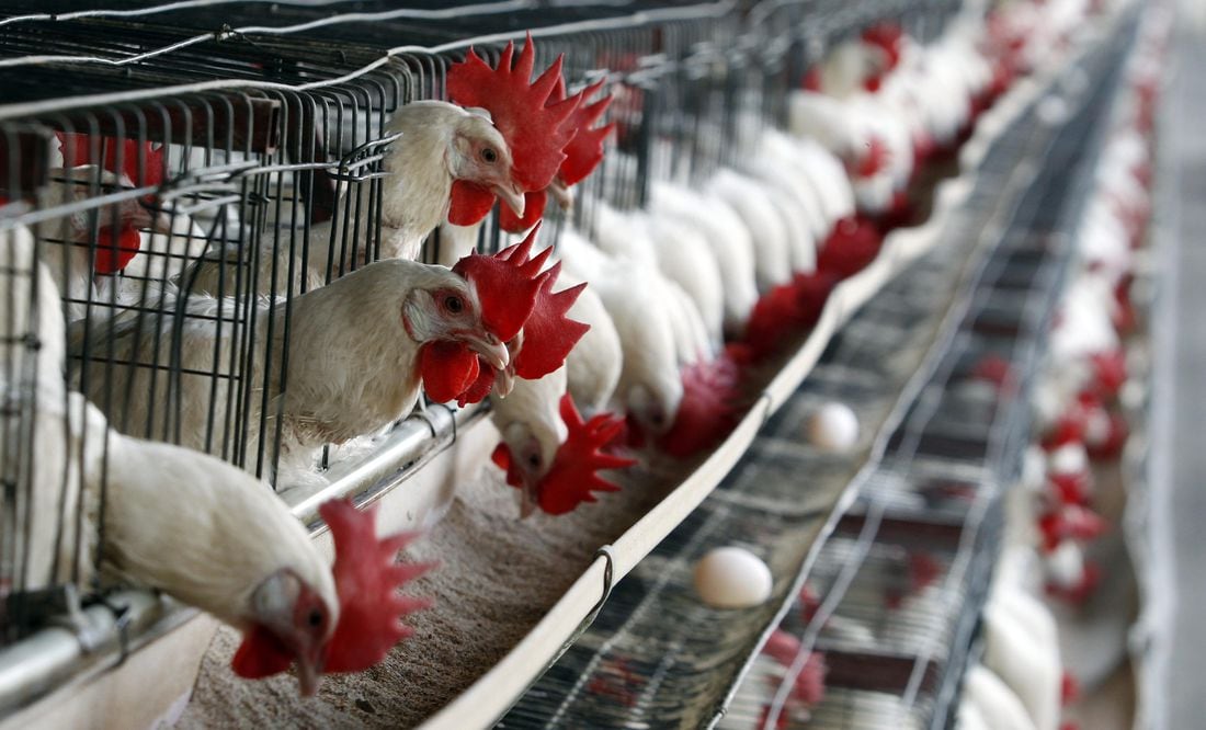 Detectan primer caso humano de gripe aviar H5N1 en Texas. Foto: Archivo / EFE