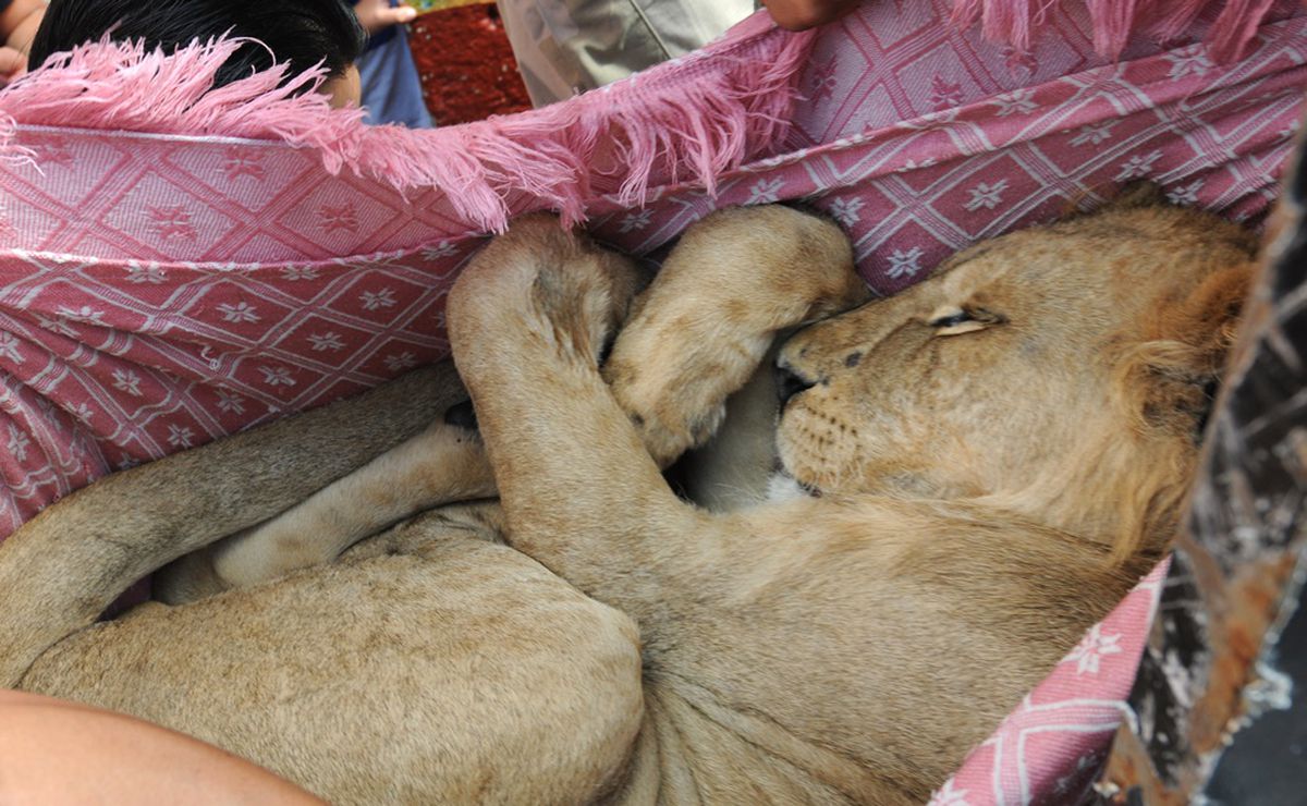 Rescatan a león de azotea en la Merced Balbuena | El Universal