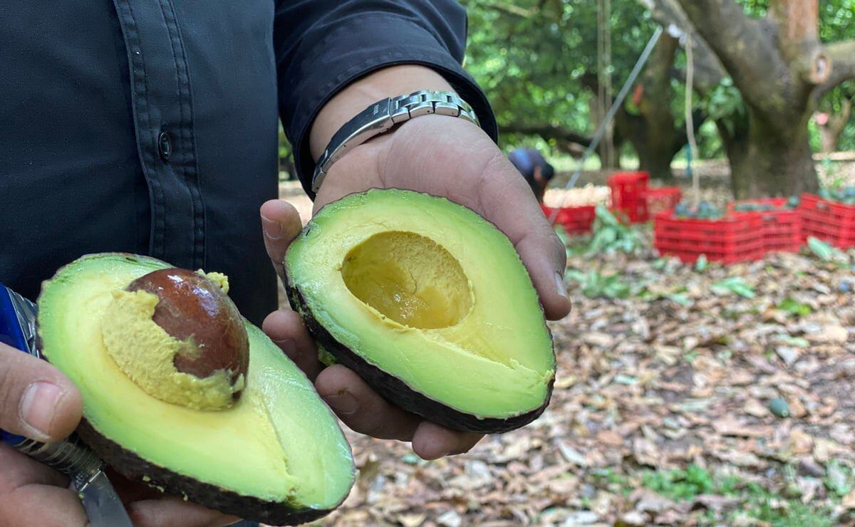 Presidente de Aguacateros de Michoacán envuelto en escándalo