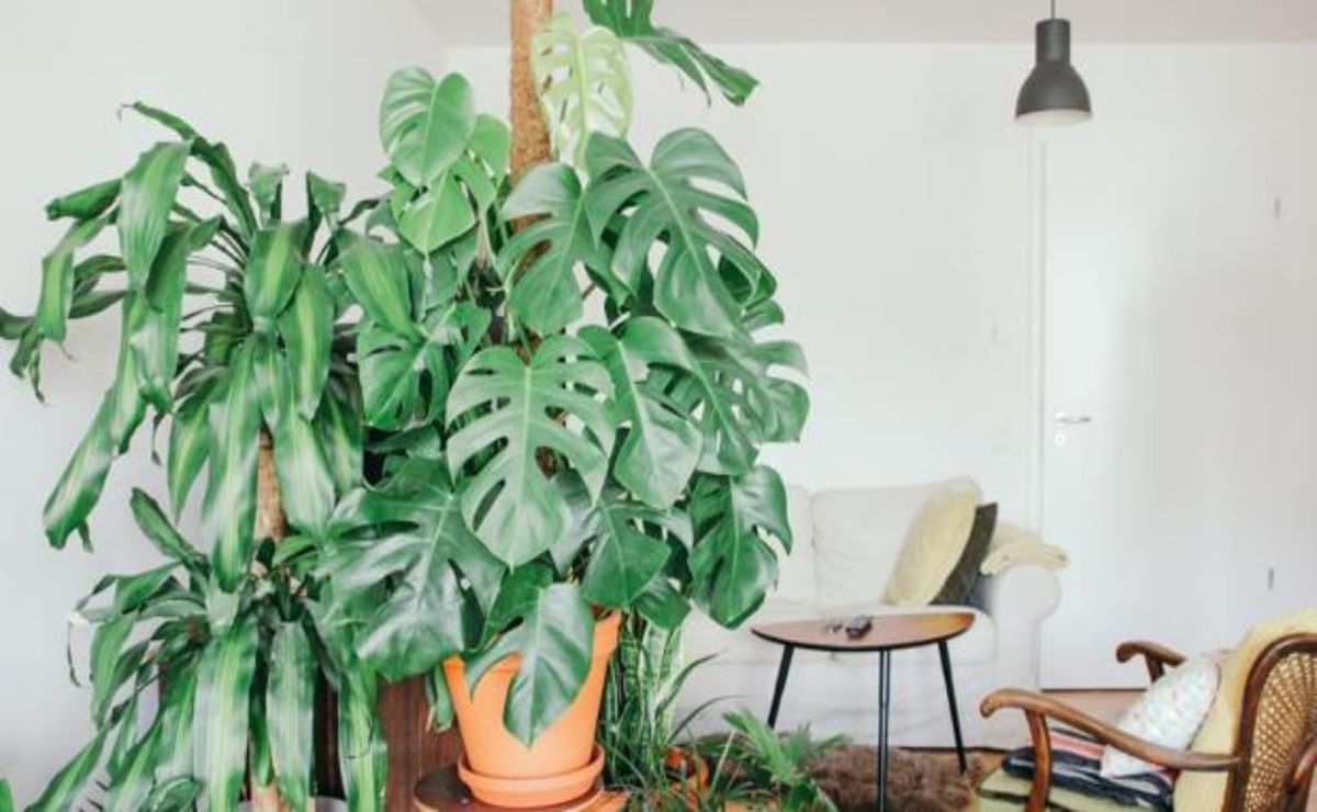 Las plantas que debes tener en casa, según el Feng Shui