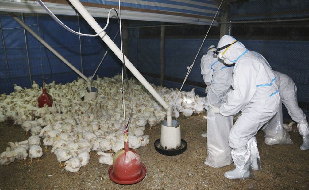 Gripe aviar H5N2. Foto: EFE