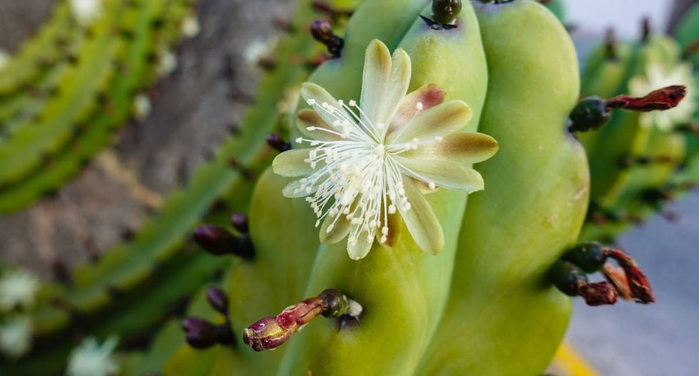 Del 9 al 15 de abril se realizará la feria más antigua del país dedicada a  los insectos y flores comestibles