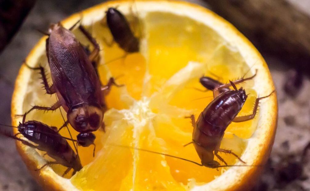 With the help of these plants you can keep cockroaches away.  Image: BBC
