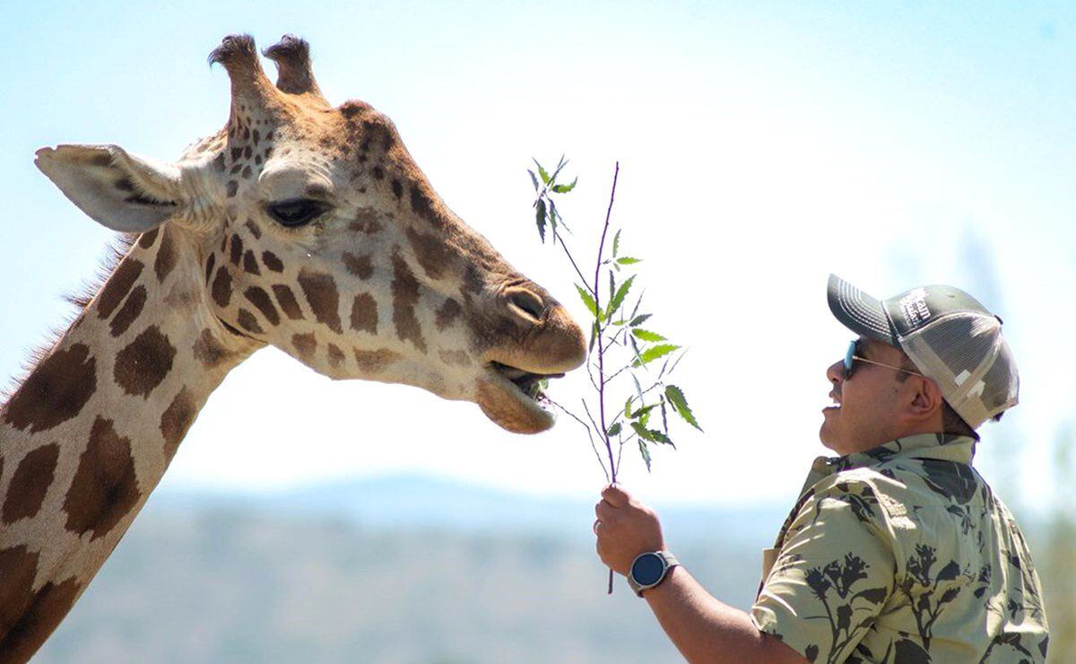 Cómo es Africam Safari, parque que proponen como nuevo hogar de la jirafa " Benito"?