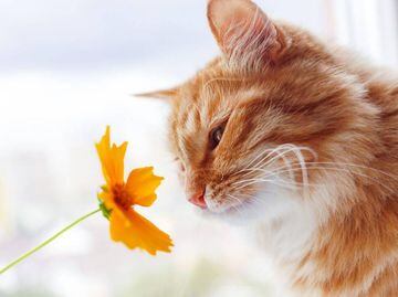 Cats: Learn which flowers are highly toxic to your pet and what the symptoms are