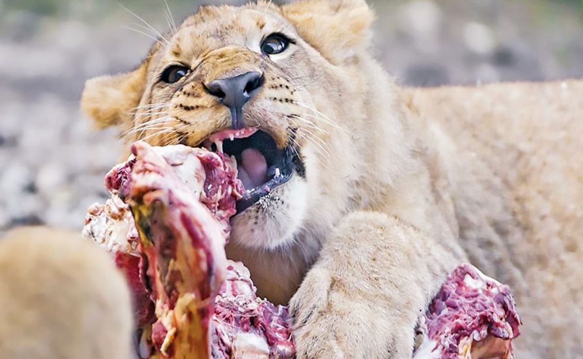 Cazadores son devorados por manada de leones en Sudáfrica