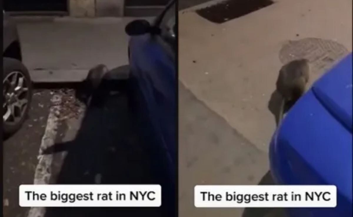 Captan a rata gigante paseando en supermercado de Nueva York - UnoTV