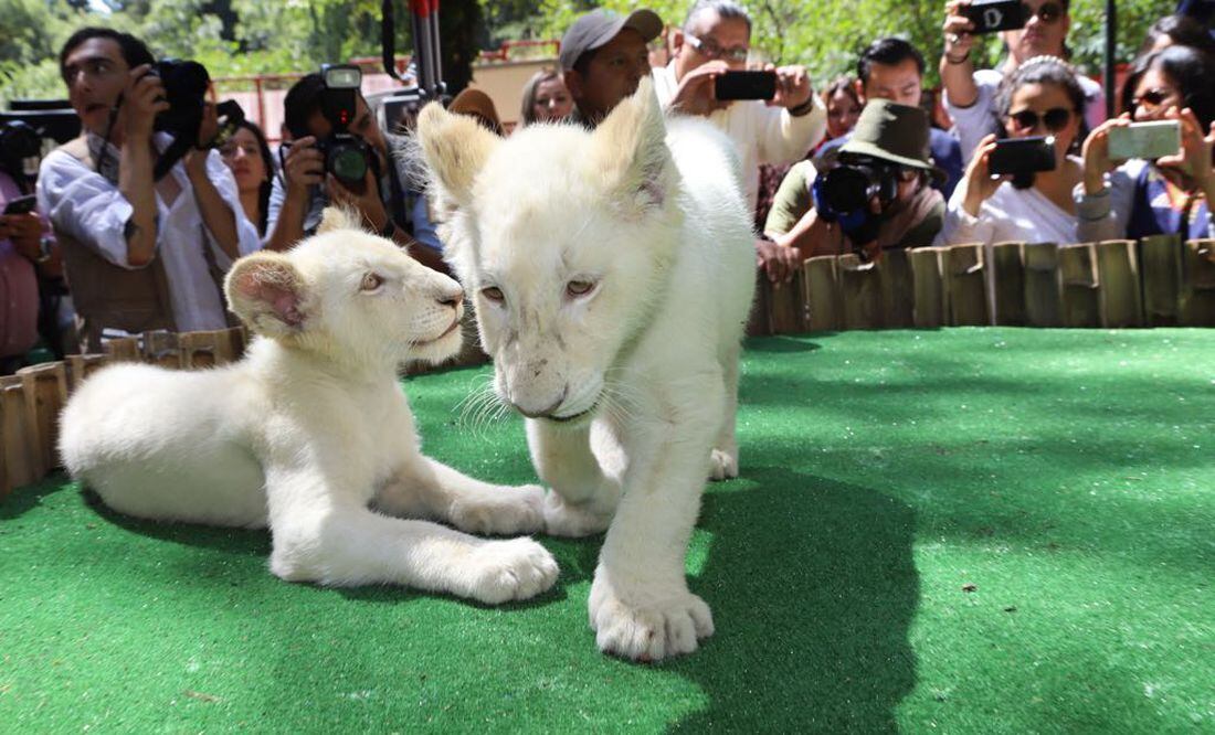 Nacen dos leones blancos en zoológico de Tlaxcala