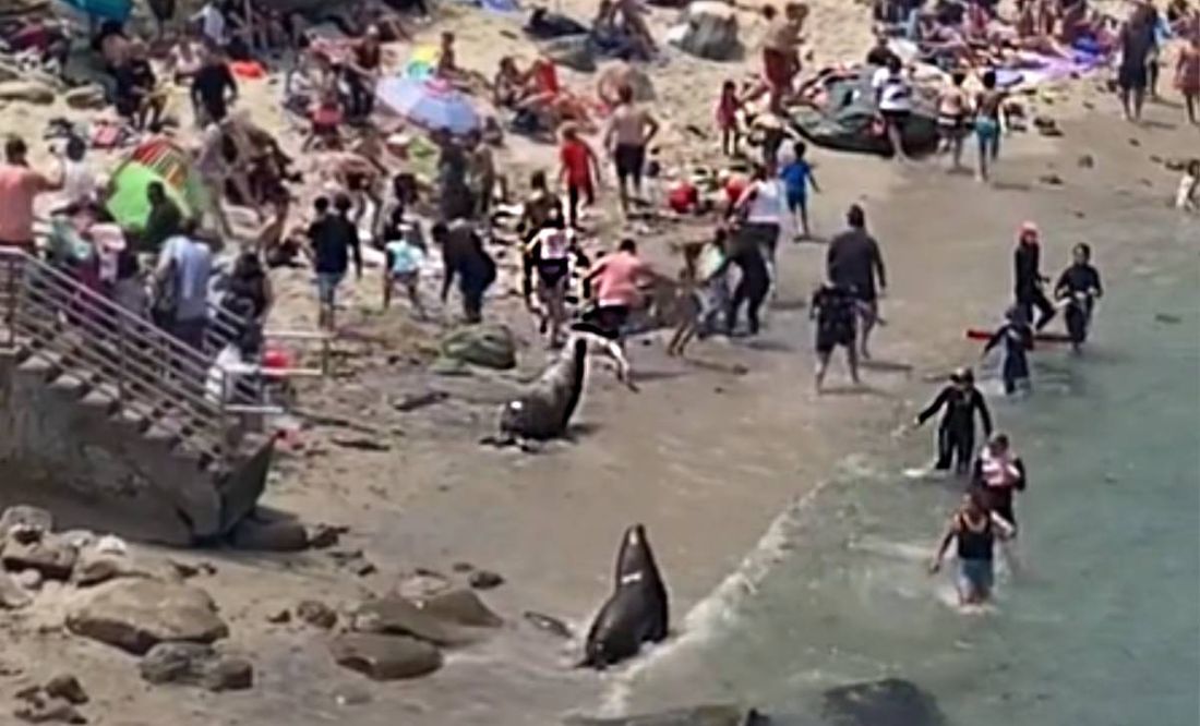 VIDEO. Lobos marinos atacan a bañista en una playa de San Diego