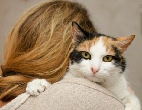 Por qué creemos que los gatos son menos cariñosos y amigables que