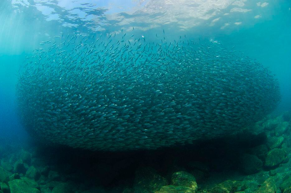 Saqueo de las sardinas. Foto: de Octavio Aburto