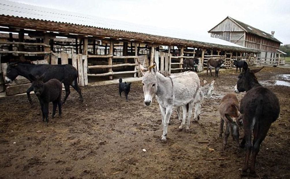 Burras balcánicas. Foto: ALAMY.ORG