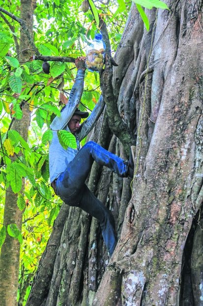 En ocasiones es necesario trepar árboles para acercarles la comida a los espécimenes. Foto: Luma López EL UNIVERSAL