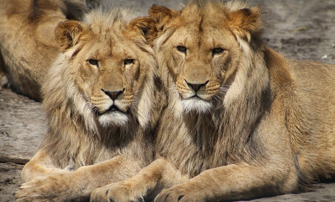 Abaten a tres leones en Sudán tras intentar escapar de una base paramilitar