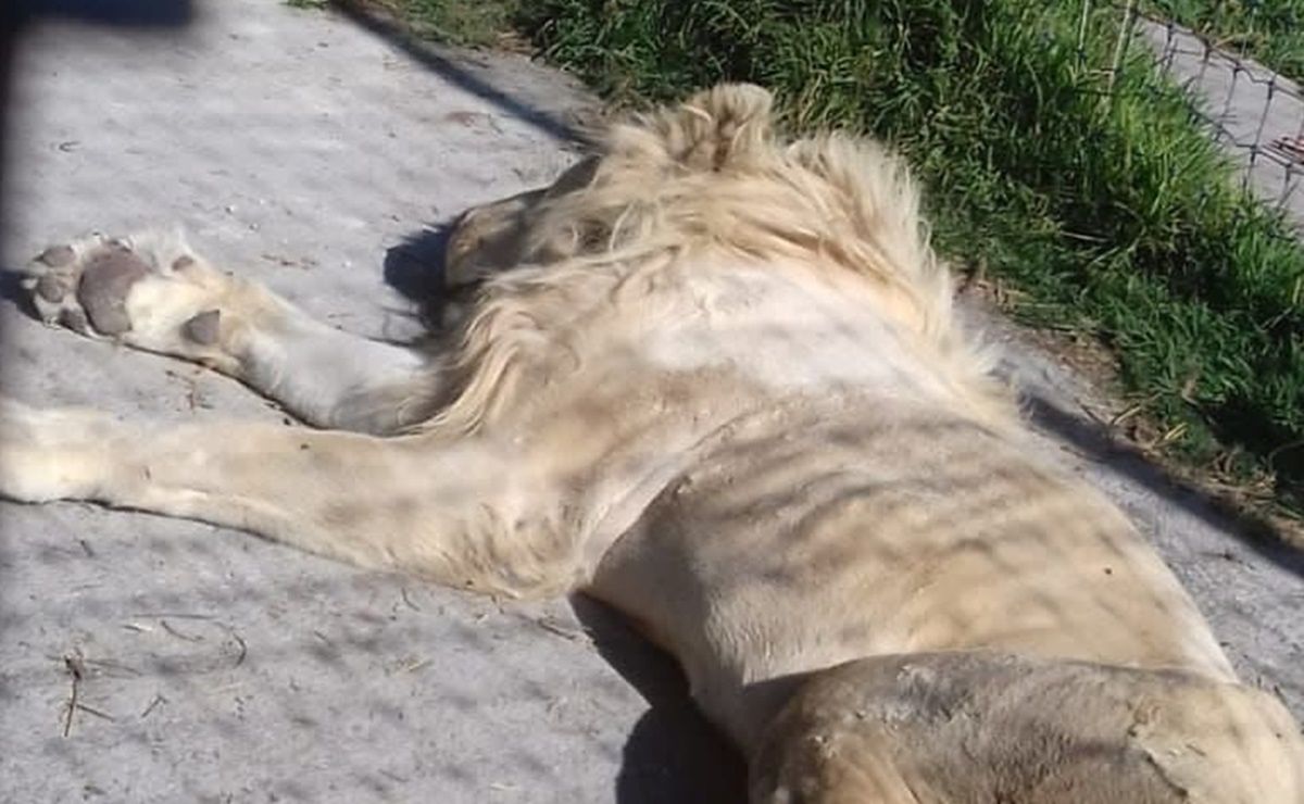Exhiben y denuncian maltrato en santuario felino del Ajusco; reportan a  leones heridos