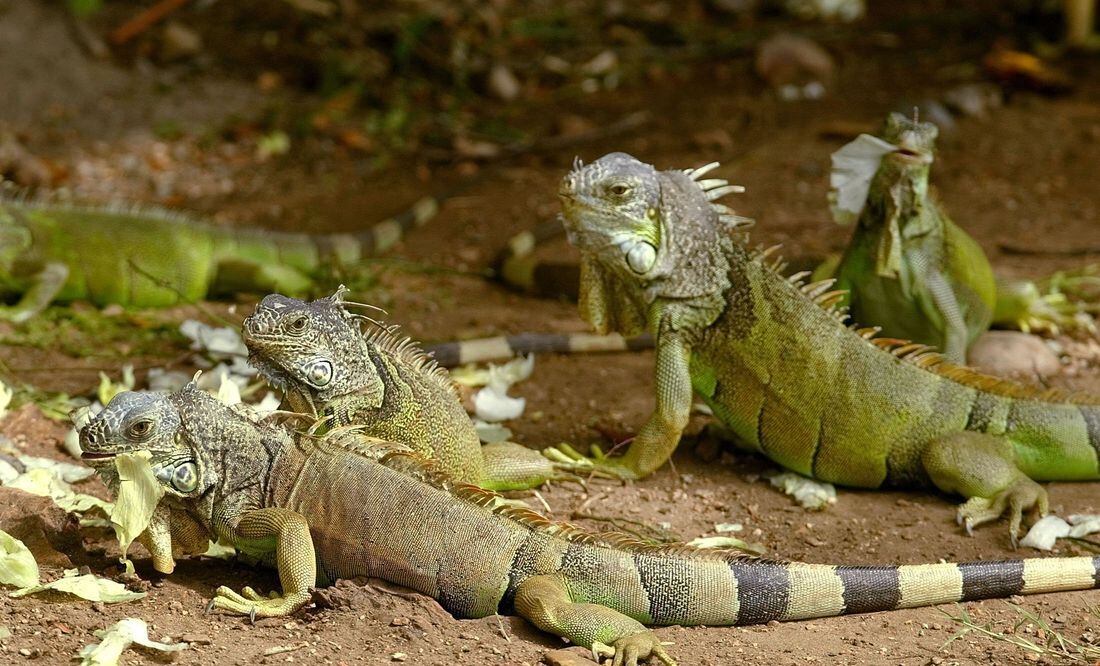 son iguanas como perros