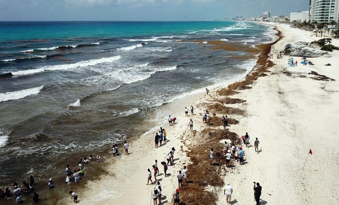 Qué es el sargazo y en qué playas mexicanas se encuentra