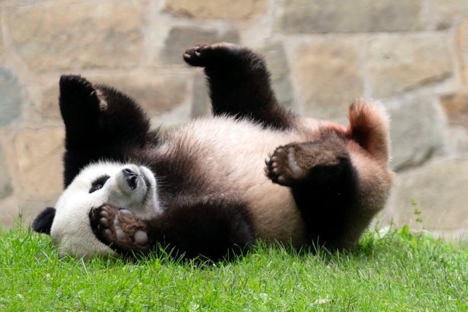 Los primeros acuerdos firmados con China hace décadas otorgaban a los zoológicos el derecho de verificar la financiación sobre el terreno. Foto: AP