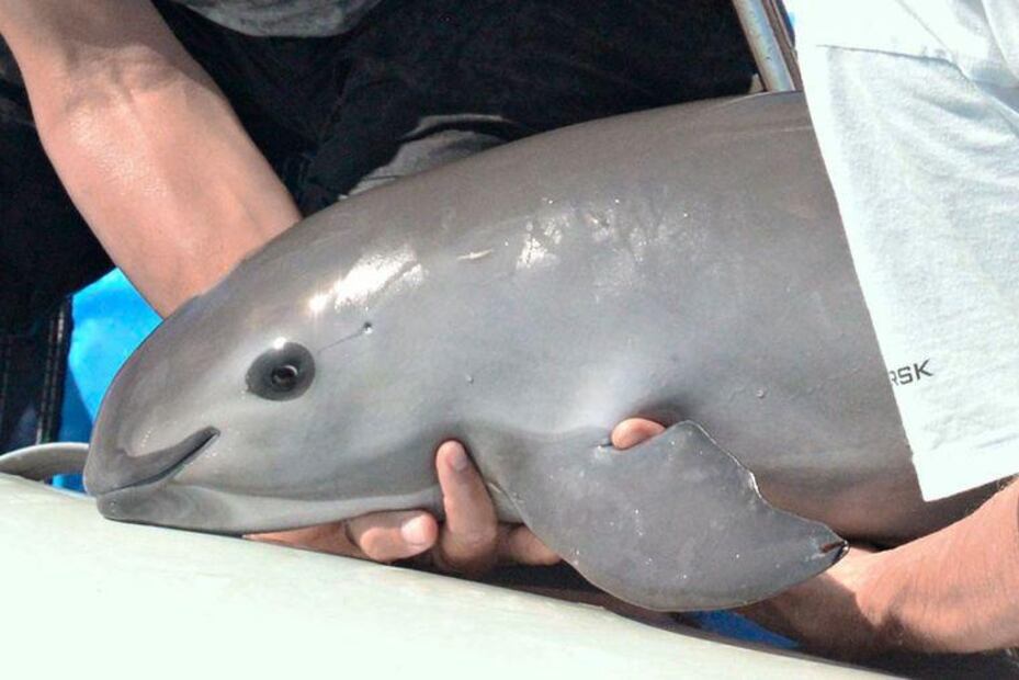 El tiempo corre en contra de la vaquita marina. Fuente: Freepik.