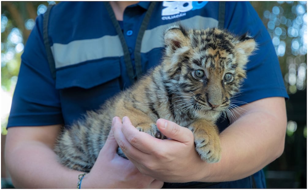 El pequeño felino tiene solo seis semanas de nacido ya que nació el pasado 14 de Noviembre (26/12/2024). Foto: Oficial